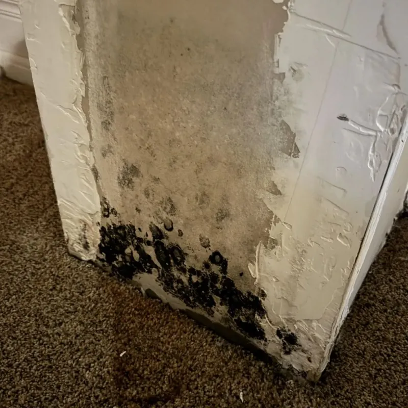 Professional Mold Removal in Wytheville, VA